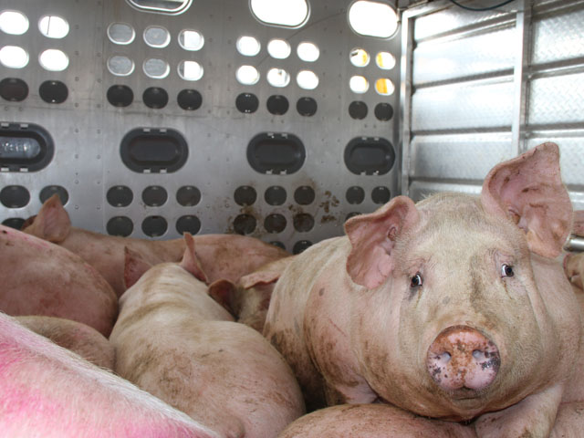 The Canadian hog industry accounts for more than $4.1 billion in farm cash receipts. The total sales of pork packers and live hog exports in Canada amount to nearly $8 billion. (DTN photo by Pam Smith)