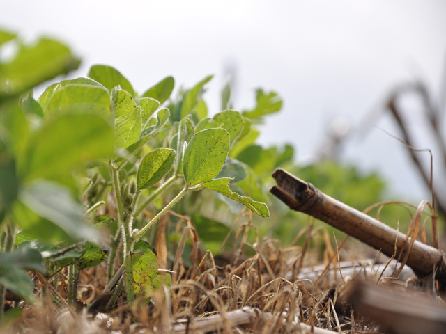 Soybeans in a long-term tillage study at the University of Missouri yielded better in a no-till system over the course of 20-plus years. (DTN photo by Katie Micik)