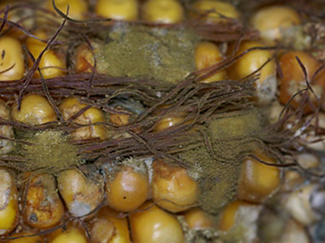 The tell-tale army-green mold of Aspergillus fungus is a dreaded sight for corn farmers, because some strains produce a dangerous mycotoxin called aflatoxin. (Photo courtesy of Alison Robertson, Iowa State University)
