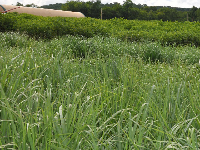 Biomass crops such as switchgrass are considered to be possible bioenergy feedstocks to grow on Conservation Reserve Program lands. (DTN file photo by Chris Clayton)