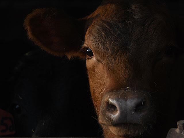The quantity of beef graded Prime and Choice has continued to increase, while that grading Select has decreased. (DTN/Progressive Farmer file photo by Joel Reichenberger)