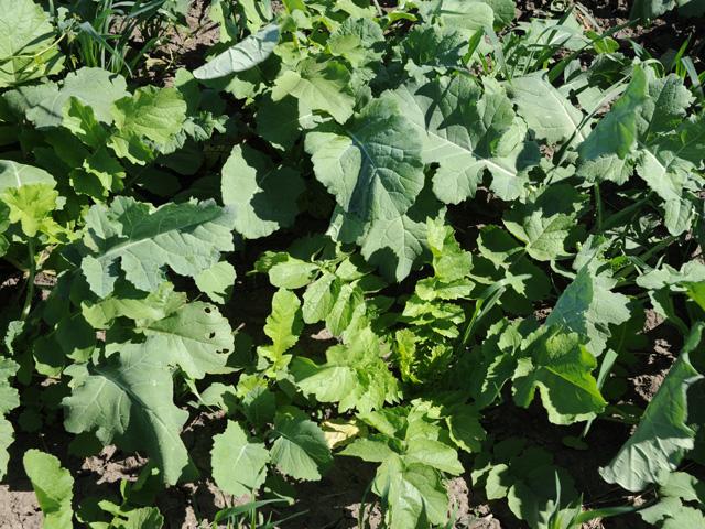 Nearly two-thirds of respondents to the 2023 National Cover Crop Survey indicated they planted mixes blending grasses, legumes and/or brassicas. (DTN photo by Pamela Smith)