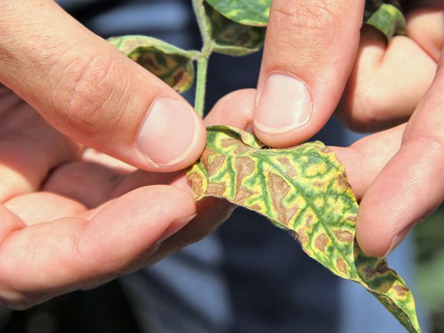 If you want to see if soybean cyst nematode resistance is holding up in the varieties you planted, look for females feeding on roots. They look like small white pin dots and are much smaller than regular nodules. (DTN photo by Pamela Smith)