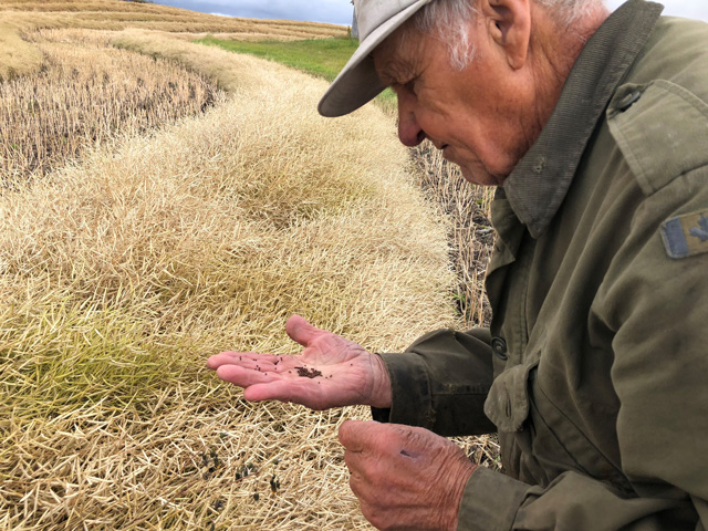 Checking canola to see when it might be ready to harvest a few years ago. (DTN photo by Elaine Shein)