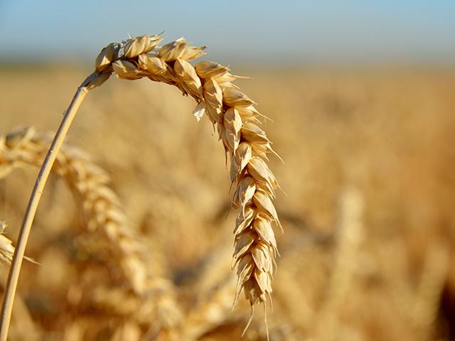 FDA: Drought-Tolerant Biotech Wheat Variety Poses No Safety Concerns