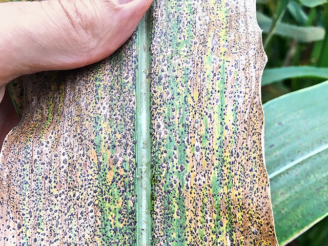 Tar spot of corn, shown above, and Southern corn rust are still racing through some Midwest cornfields. Fungicide application windows are closing quicky, but scouting is still worthwhile since both diseases can require future management decisions. (Photo courtesy of Martin Chilvers, Michigan State University) 