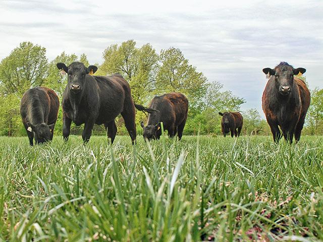 Research from the University of Missouri shows renovating endophyte-infected fescue has a long-term payoff. (DTN/Progressive Farmer file photo by Mark Parker)