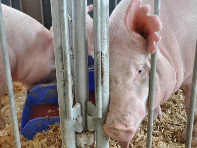 The National Pork Producers Council and the American Farm Bureau Federation have appealed to the Supreme Court on California&#039;s Proposition 12. (DTN file photo)