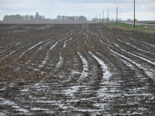 Nobody likes cold, wet soils -- except a large group of corn and soybean diseases, that is. Here&#039;s a review of the most likely culprits to infect seeds and seedlings planted in cool, wet conditions. (DTN photo by Russ Quinn)