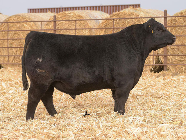 Poss Deadwood is a year-old Angus bull produced at Scotia, Nebraska&#039;s, Poss Angus Ranch. (Photo from Poss Angus Ranch website)