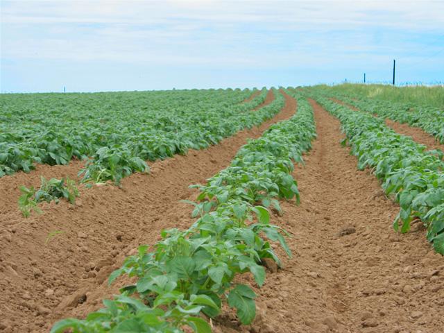 A federal magistrate in North Dakota on Wednesday rejected a request by a farmer for a temporary restraining order against USDA that would allow him to buy crop insurance this year. The farmer was indicted last August over crop insurance claims involving his potato crops in 2017 and 2018, though he has continued to both buy crop insurance and receive disaster payments on his crops even after the Risk Management Agency began an investigation. (DTN file photo) 