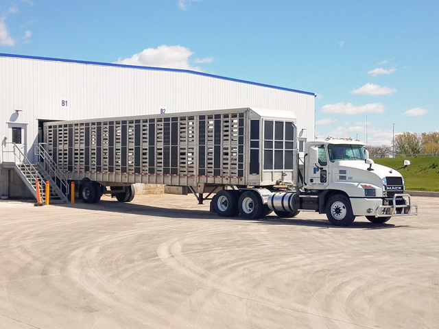 Hogs are unloaded at Prestage Foods near Eagle Grove, Iowa, on Friday. The plant employs 875 workers and is running at capacity, processing 50 loads or about 9,000 head a day, according to the general manager/vice president of Prestage Foods of Iowa. (DTN photo by Matt Wilde) 