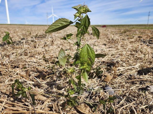 Little is known about what potential threats Asian copperleaf, an invasive weed species, might pose for row crops in Iowa and elsewhere. (Photo courtesy of Robin Pruisner, Iowa Department of Agriculture and Land Stewardship)