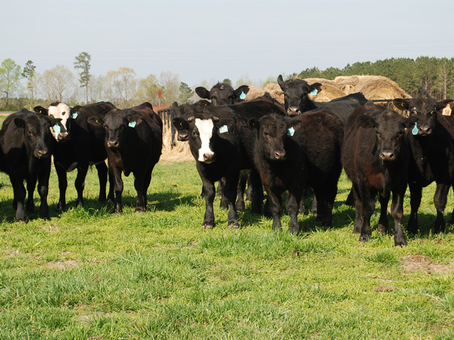 Cattle producers are looking for ways to buy time as packing plants continue to struggle with Covid-19 challenges in the workforce.(Progressive Farmer stock photo)