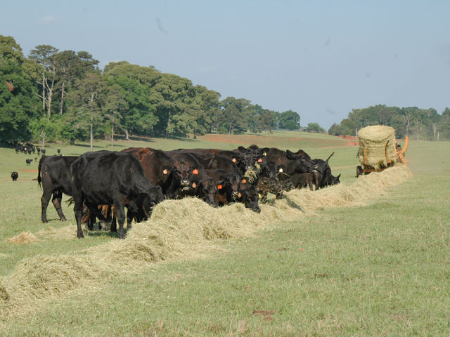 In a season when profit margins may be slim, it&#039;s important to manage feeding based on nutritional analysis of hay and needs of the herd. (DTN/Progressive Farmer photo by Becky Mills)