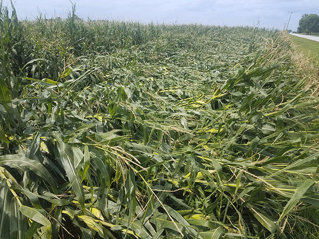 Iowa farmers will face a number of issues with their corn crop following the derecho storm rolling through the state this week. (DTN/Progressive Farmer photo by Matthew Wilde)
