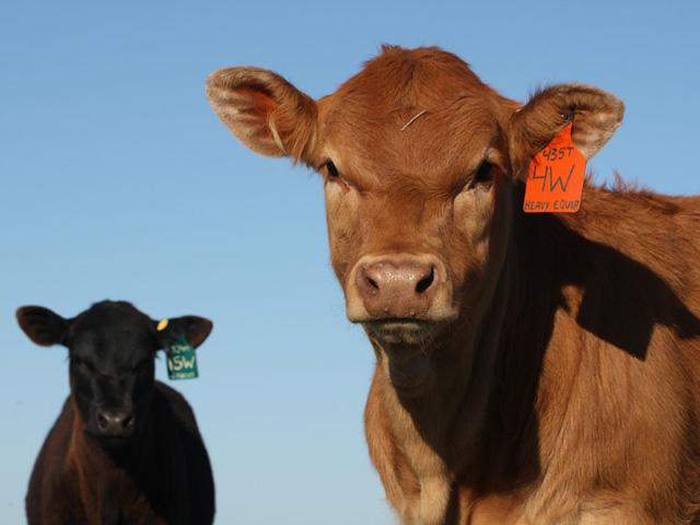 A federal court in Wyoming dismissed a lawsuit challenging a previous USDA proposal to require all cattle in interstate commerce to be tagged with radio frequency identification. (DTN file photo)