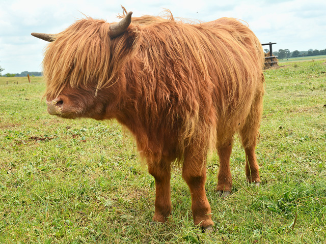 Good temperaments and tender beef have made Highland cattle a favorite among some producers. (DTN/Progressive Farmer photo by Matthew Wilde)