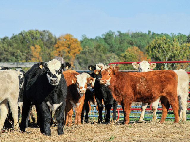 Calves that develop ringworm after weaning point to an environmental issue. (DTN/Progressive Farmer file photo by Mike Boyatt)