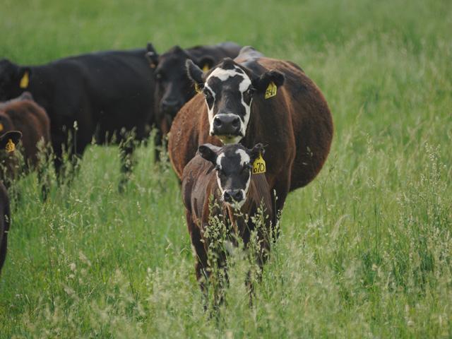 Even with earlier culling of beef cows due to drought, analysts expect to see robust herd liquidation moving into the fall. (DTN/Progressive Farmer file photo by Jim Patrico)