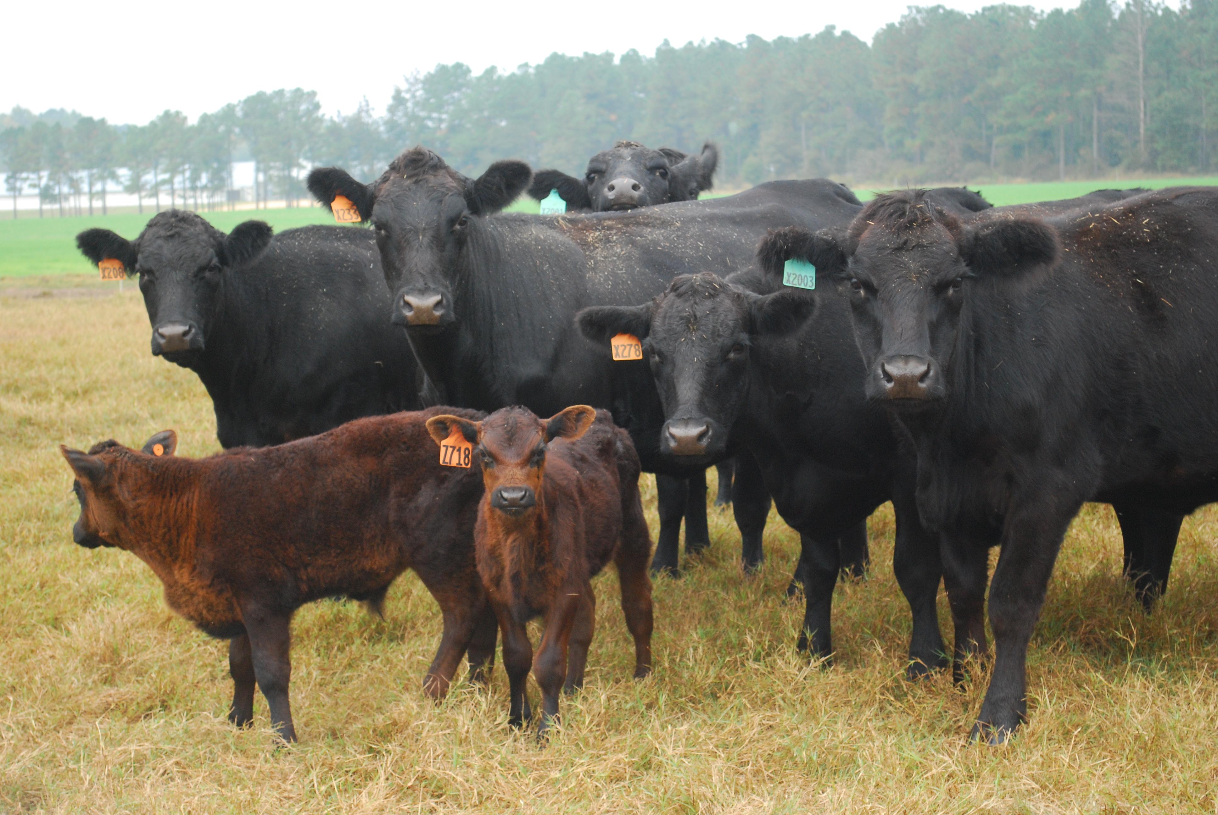 Record Number of Cattle on Feed and Record Low Inventory Outside of Feedlots