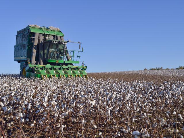A Tennessee farmer harvesting cotton in 2020. A survey of farmers by the National Cotton Council shows a cutback in some cotton acreage this spring because other crops are more profitable. (DTN photo by Jim Patrico)