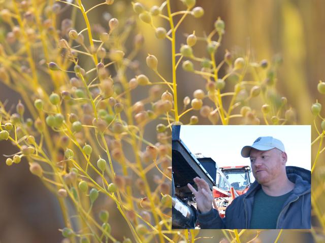 Roy Pfaltzgraff, a farmer from Haxtun, Colorado, was surprised by the yield he got last year growing camelina in the midst of a drought. He has expanded his acreage this year and sees camelina as a potential dryland crop to keep in his rotation. He would like to see USDA&#039;s Risk Management Agency expand a crop insurance pilot program for the crop. Camelina is being touted as a prospective crop to lower the carbon scores for renewable diesel. (Camelina photo courtesy of Sustainable Oils. Photo of Roy Pfaltzgraff by DTN&#039;s Chris Clayton) 