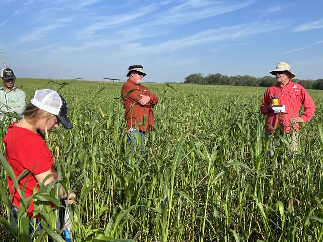 Attendees of the 2023 University of Nebraska Extension Pasture Walk examine warm-season annual forage grazing. (DTN photo by Russ Quinn)