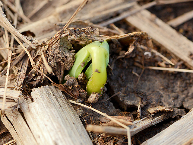 Those baby soybeans that are just emerging could be headed for a few cold nights this week. (DTN/Progressive Farmer file photo by Gregg Hillyer)