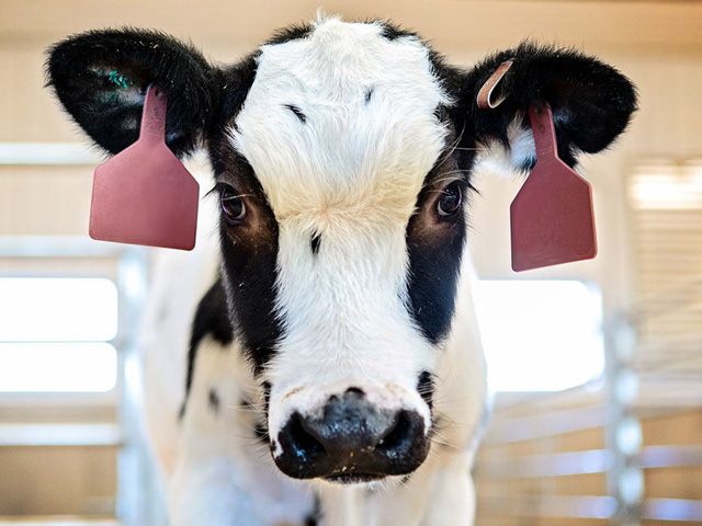SAB Biotherapeutics is using cattle to produce fully-human antibodies. (SAB Biotherapeutics photo)