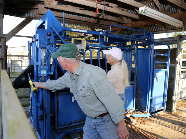 Today&#039;s scales can help producers manage data, which is a positive for every aspect of the operation.(DTN&#092;Progressive Farmer photo by Karl Wolfshohl)