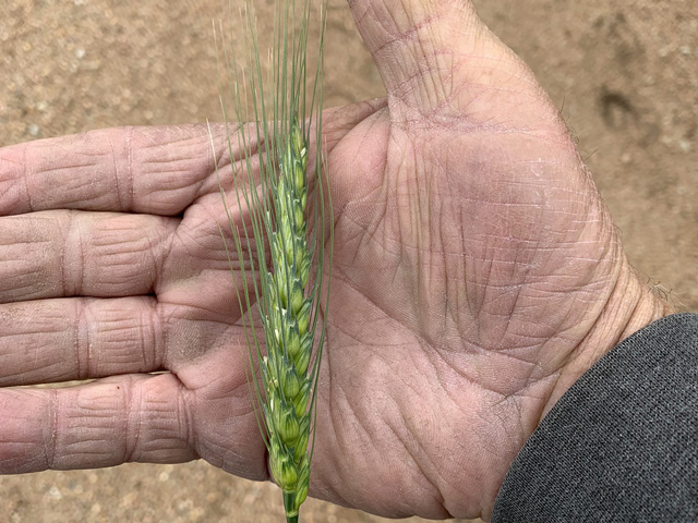 There&#039;s still some nice looking wheat in Kansas. Scott Van Allen, took this photo in northern Sumner County where he expects an above average crop this year, but a little later start on harvest. (Photo courtesy of Scott Van Allen)