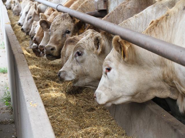 Just because the spring high could be in for the season, that doesn't mean the cash cattle market can't trade higher in the weeks to come. (Photo by Elaine Shein)