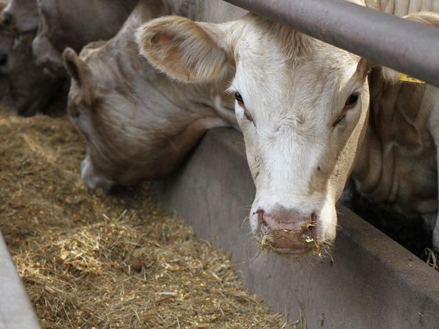 DTN Livestock Analyst ShayLe Stewart encourages feedlots to think twice about accepting the first bid they receive because now is the time when they can advance the market and demand more, which won't always be the case. (DTN photo by Elaine Shein)