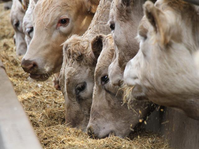 Packers know that, moving forward, feedlots clearly understand their position in today's market and are willing to do whatever necessary to get the prices they want. (DTN photo by Elaine Shein)
