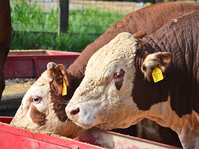 Carcass traits are key for producers who want to retain ownership through the feedlot phase on calves. (DTN&#092;Progressive Farmer photo by Victoria G. Myers)