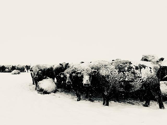 No rancher will look at last week&#039;s storm and belittle whatever true moisture comes from the event, but with the frigid air and howling winds pelting snow that stung ranchers&#039; cheeks and froze calves to the ground, no one wants a storm or blizzard like that again any time soon. 
(DTN photo by ShayLe Stewart)
