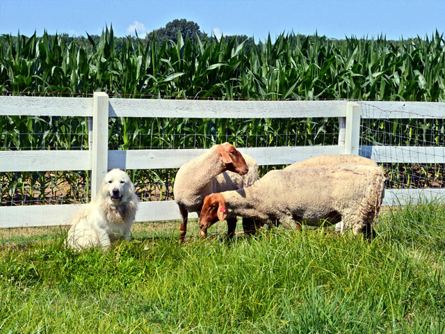 Tunis ewes have high twinning rates, and the breed is known for its feed efficiency.(PF photo by Victoria G. Myers)
