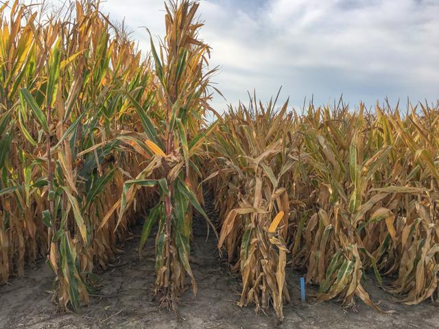 Short-statured corn lines up to the right of traditional corn at Bayer's test site near Jerseyville, Illinois. (DTN photo by Pamela Smith)