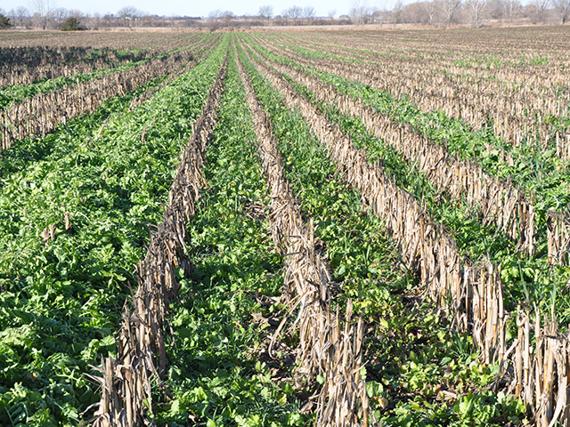 President Joe Biden&#039;s executive order on Wednesday calls for ways that USDA can seek input from farmers, livestock producers and others to expand climate-smart practices such as cover crops. The order suggests USDA will look for a way to reward farmers who sequester carbon in the soil. (DTN file photo by Chris Clayton)
