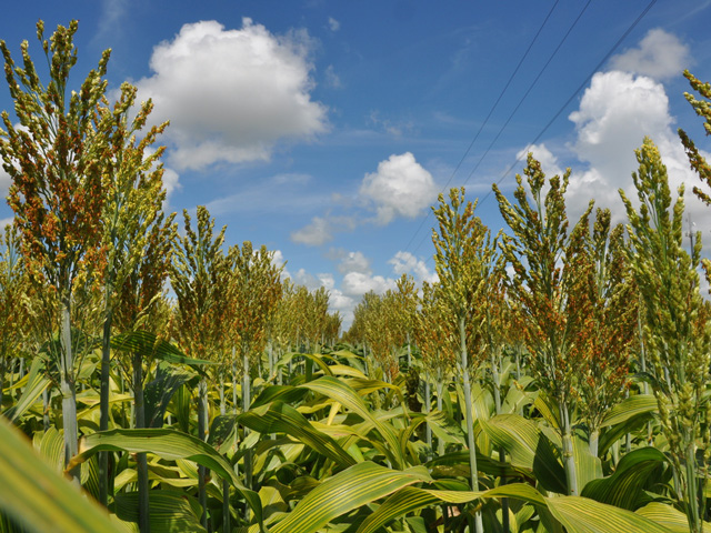 A Pennsylvania sorghum grower set a U.S. record for dryland yields with a field that topped out at 245.86 bushels per acre, in the 2020 Sorghum Yield Contest. (DTN photo by Emily Unglesbee)