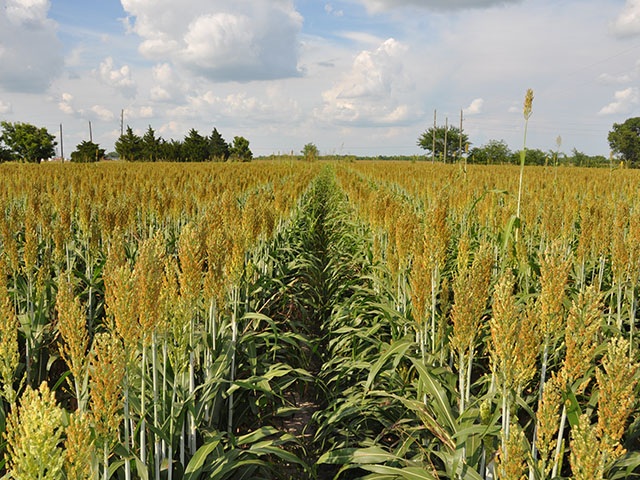 Sorghum growers will have three herbicide-tolerant hybrid varieties to choose from this year, but stewardship and resistance mitigation will be essential. (DTN photo by Emily Unglesbee)
