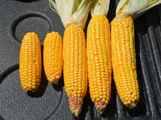 Late-summer drought resulted in a sharp difference in corn development in the same field near Rockwell City, Iowa in 2020. (DTN photo by Matthew Wilde)