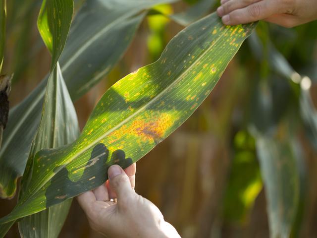 Farmers are urged to keep an eye out for southern corn rust this year. Pustules are similar to common rust but are smaller and occur almost exclusively on the upper leaf surface. Pustules are usually circular or oval, very numerous, and densely scattered over the leaf surface. Spores are orange when they erupt from the pustule. As pustules age, they become chocolate brown to black, often forming dark circles around the original pustule. (DTN file photo)
