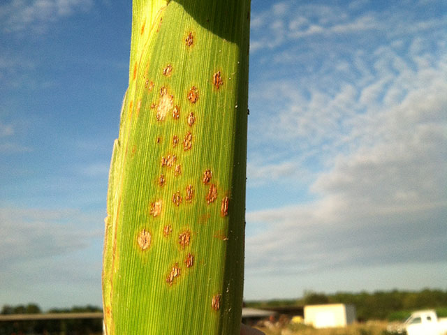 Southern corn rust, which caused the rust pustules on this corn plant, has arrived extremely early in the southern U.S. this year and could move north in time to cause yield loss in the Corn Belt. (Photo courtesy Bob Kemerait, University of Georgia Extension)
