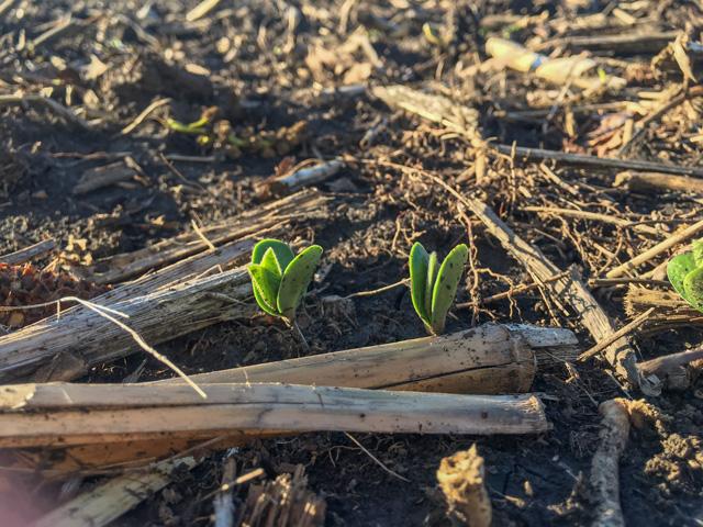 Many DTN Farmer Advisers were still planting soybeans this week, and some had switched acres to the crop after the wet, cool spring delayed corn planting. (DTN photo by Pamela Smith)