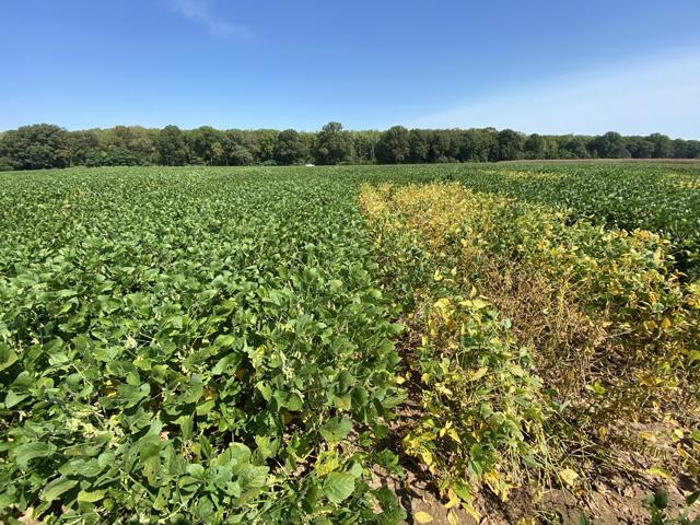 The Southern root-knot nematode preys on soybeans in sandier soils and is a leading cause of yield loss. (Photo by Travis Faske, University of Arkansas)