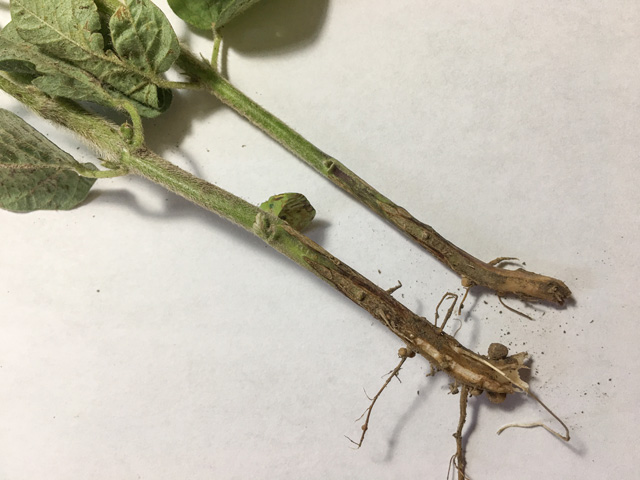 After the V2 stage, soybeans often form cracks or fissures in the woody portion of the stem right above the soil line. That&#039;s where soybean gall midge goes to deposit eggs. (DTN photo by Pamela Smith)