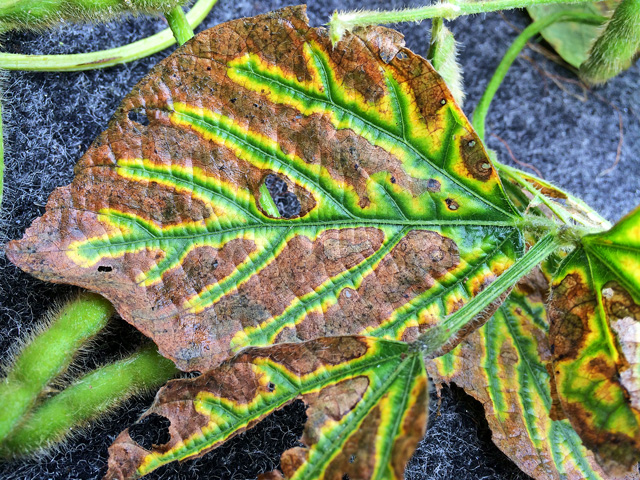 There may be more soybeans on the landscape susceptible to diseases such as SDS this year, plant pathologists warn. Be prepared to scout carefully, even in drier regions, as the disease can still hurt yields even without the classic foliar symptoms shown above. (DTN File photo by Pamela Smith) 
