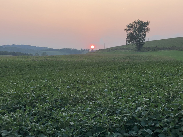 The U.S. Soybean Export Council and Specialty Soya and Grains Alliance presented a virtual conference last week highlighting the superior quality and sustainable aspects of U.S. soybeans, such as these being grown near Frazeysburg in Muskingum County, Ohio. (Photo courtesy of Tom Graham)